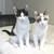 Lillian (B/W) & Lauren (Siamese Mix): Sweet Kittens Available to Adopt 2 thumbnail
