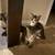 Precious kittens 5 thumbnail