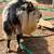 Nigerian dwarf goats naturally poled 5 thumbnail