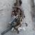 1998 1999 2000 2001 2002 Toyota Corolla OEM Used Parts 19 thumbnail