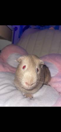Rehoming My Chunky Guinea Pig, Carl (Sacramento)63919895526531121