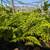 Australian Tree Fern 12 thumbnail