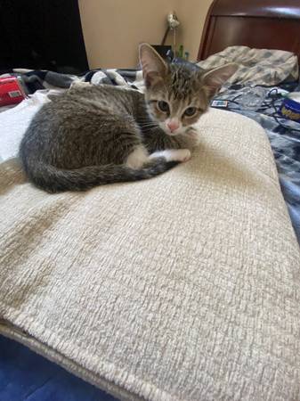 Kitten for adoption (Lockport IL)63961118497666122