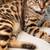 Finding a home cat 4 thumbnail