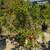 Pomegranate Tree 7 thumbnail