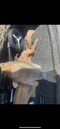 Taxidermy Sunfish!! $60!! 1