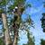 CUTTING EDGE TREE CARE! A cut above the rest... 1 thumbnail
