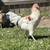Olive Egger Roosters 2 thumbnail