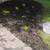 Lawn Care 🌱🌲🪵 landscaping 🪻🌺🌸🪴 mulch Rock dirt delivered 17 thumbnail