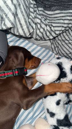 Cachorro de Doberman rojo en adopción (Federal way)64184332005763122