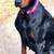 European Doberman 2 thumbnail