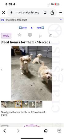 Cachorros perdidos63678139198209120