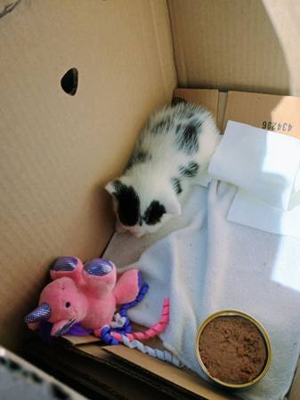 B    E     L     L     A     D     I     O 1