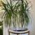 Dracaena Draco with Pot/Stand (125 OBO) 3 thumbnail