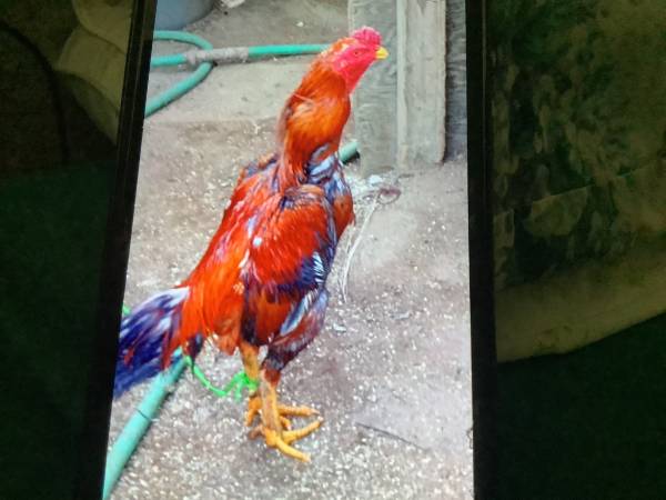 Thai rooster 1
