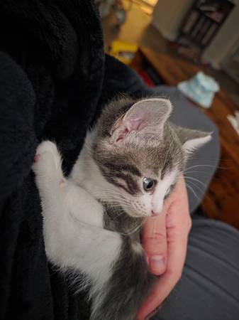 Kittens for rehoming63937539997826124