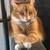Free orange tabby 1 thumbnail