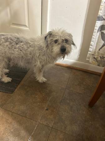 Free Dog, terrier mix (Oak Lawn)63844235222019121
