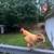 Buff orpington chickens 3 thumbnail