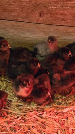 Various Chicks Hatched May 20 1