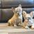 Fluffy French Bulldogs (Frenchies) 3 thumbnail