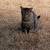 Barn cats 4 thumbnail