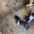 Meat, Breeding Gilts & Boar 4 thumbnail