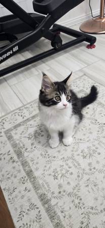 ONLY 2 MAINE COON KITTENS LEFT! (McAllen)64148953523074122