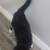 Free cat around a year old 3 thumbnail