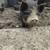 Pure Kune Kune 2 thumbnail