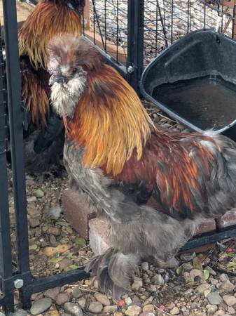 Roos , Silkies 1