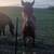 Welsh Pony - 9 month old Gelding 7 thumbnail