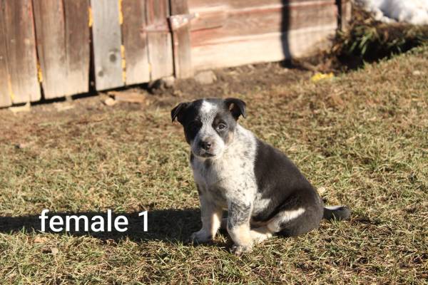 Aussie x heeler 1