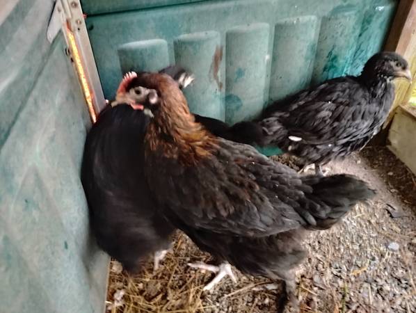 Rooster 1