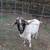 Boer/kiko Billy goat 1 thumbnail