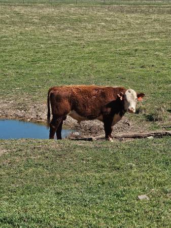 Hereford Bulls 1