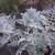 Dusty Miller plants 4 thumbnail