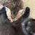 rehoming kittens 2 thumbnail