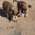 Puppies ( laveen) 6 thumbnail