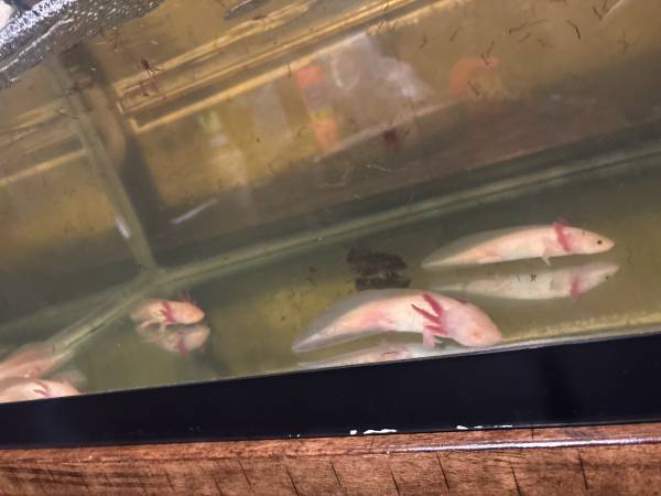 Guppys axolotl en busca de hogar (Coachella)63439082574337121
