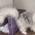 Persian cat for adoption 4 thumbnail