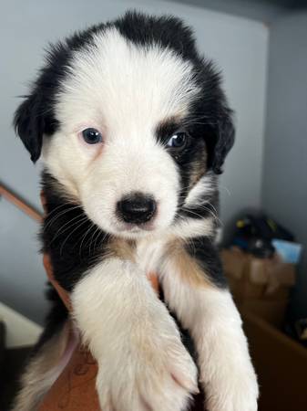 Mini aussie puppies (Guthrie)63976603295746120