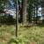 PROPERTY 4.3 ACRES WOODED 4 thumbnail