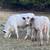 1/2 Scottish Highland 1/2 Registered British White Bull calf 3 thumbnail