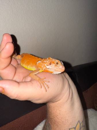 Iguana and box turtle 1