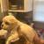 600 Maltipoo female 3 thumbnail