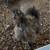 5 month old silkies 7 thumbnail