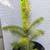 Potted Norway Spruce 2 thumbnail