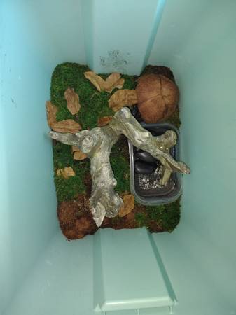 2 crabs (Kingsport)63674455418625122