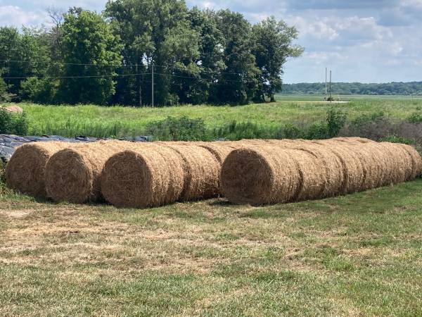 Alfalfa hay for sale 1